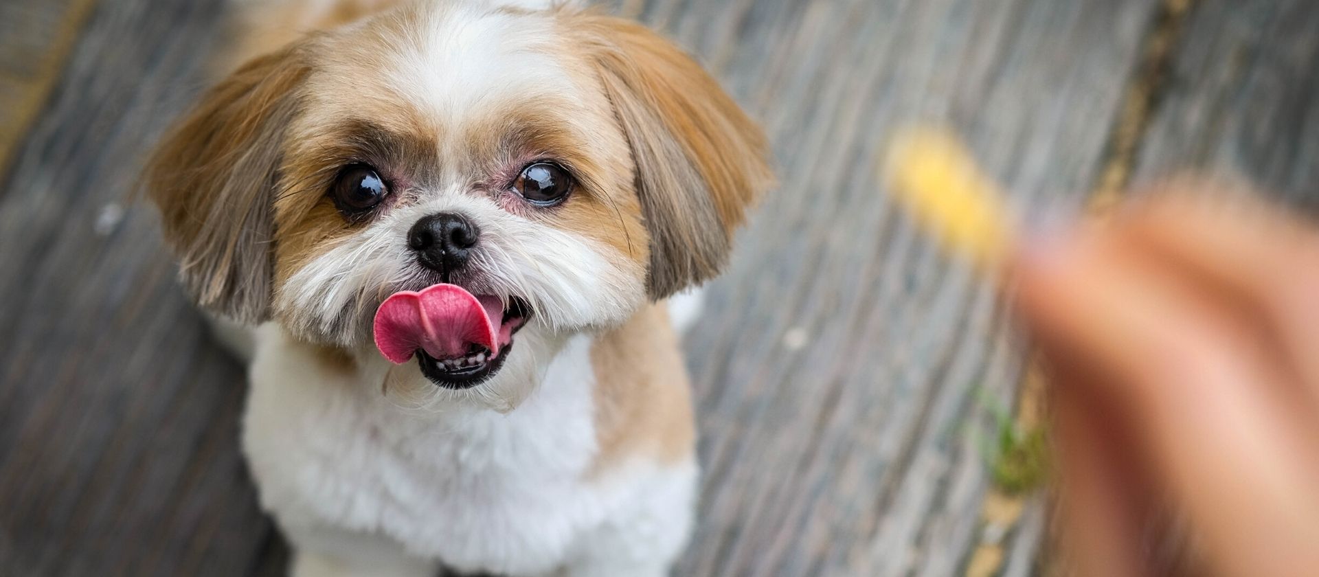 petsitter buzau