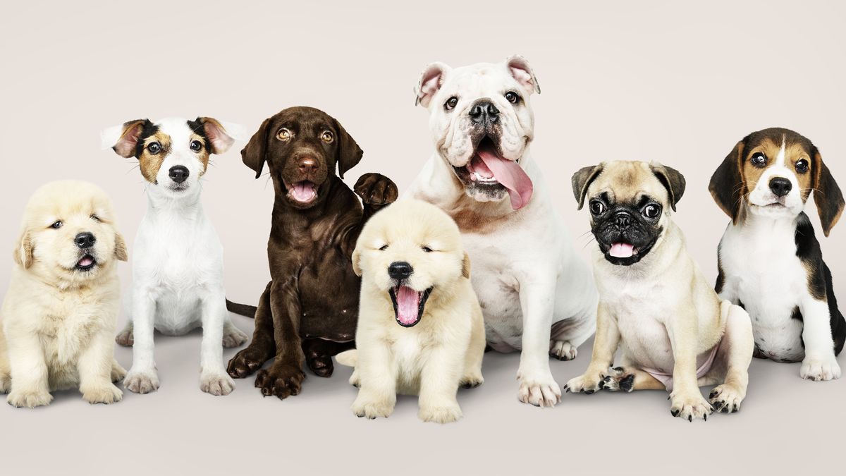 petsitter buzau